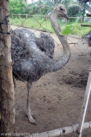 Island Cove Zoo Ostrich